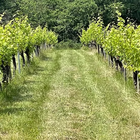 Domaine Le Nourrissat Dom wakacyjny Savignac-de-Duras